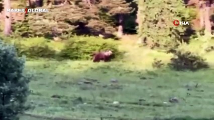 Vatandaş yavru ayıya havlayarak seslendi