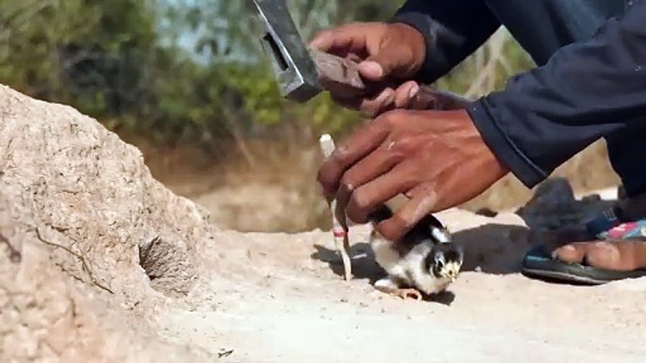 EASY SNAKE TRAP - Best Creative DIY Snake Trap Using Cutter Catch Big Snake in Hole Work100%