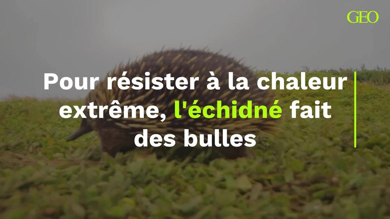 Pour résister à la chaleur extrême, l'échidné fait des bulles