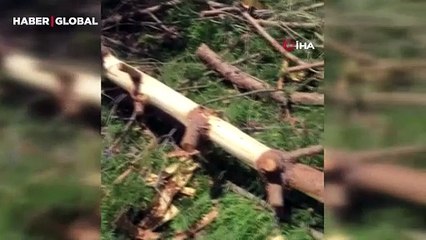 Sivas'ta hurafeye inanıp ağaçları katlediyorlar: “Bilimsel açıdan kanıtları yok”