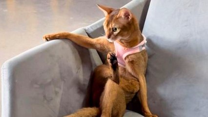 Cat sits cross-legged like a human