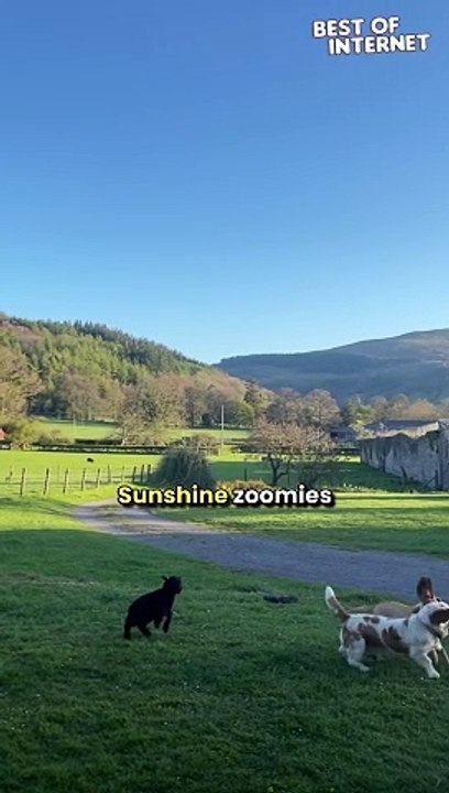 Lamb Joins Dog Zoomies! Unlikely Friends Play Together