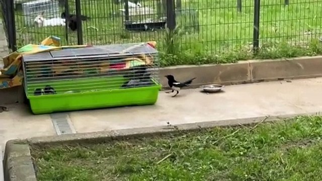 La gazza volontaria: ogni giorno va a dar da mangiare ai piccoli corvidi in cura al Canc