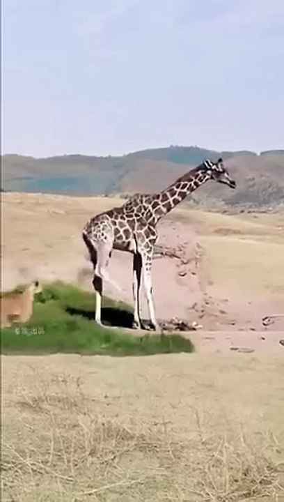Giraffe successfully escapes from lion in animal fighting competition, close distance with wild ani