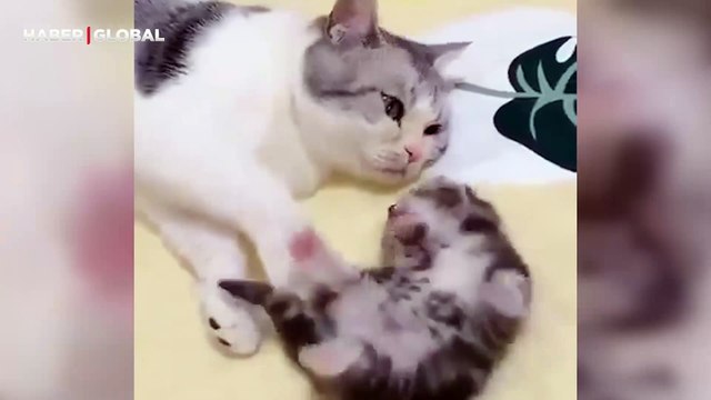 Yavrusunun kabus gördüğünü anlayan anne kedinin hareketleri izlenme rekoru kırdı