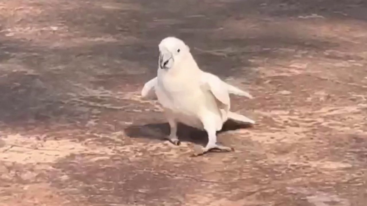 Papagei stiehlt mit urkomischen Tanzeinlagen während der Parade allen die Show