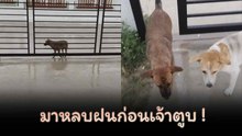 โมเมนต์ใจฟู ! ฝนตกหนักแก๊งหมาจรไม่รู้จะไปไหน เจอสาวใจบุญเปิดรั้วบ้านให้ที่หลบฝน