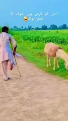 Hahah_nice_#shortsfeed_#youtubeshorts_#funny(360p)
