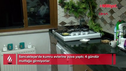 Çocuk sahibi olamayan çiftin hayatını pencereden giren kumru değiştirdi!