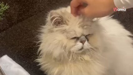 Ce chat rentre à la maison après 9 ans d'errance : 236K personnes ont du mal à croire son histoire (vidéo)