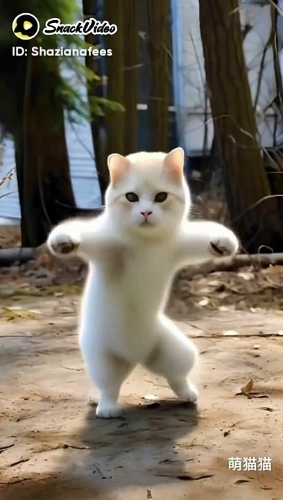 Cat dancing