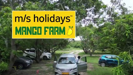 Take in a Day at Our Beautiful Mango Farmland