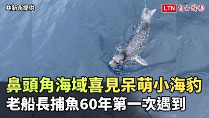 罕見！鼻頭角海域首次捕捉到可愛小海豹 🦭
