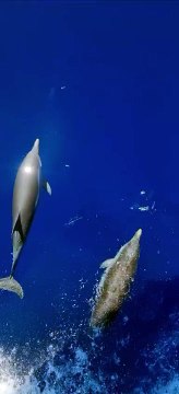 Delfini alle Isole Eolie, tra Lipari e Panarea