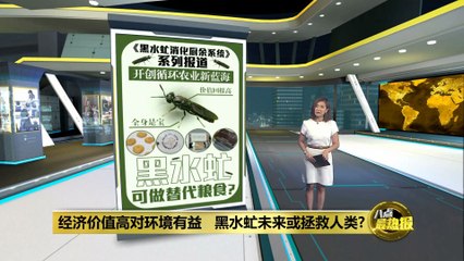 经济价值高对环境有益   黑水虻未来或拯救人类?