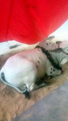 Angry bull milega AJ hamain qurbani 2024 short video
