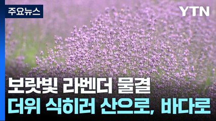 보랏빛 라벤더 물결...더위 식히러 산으로, 바다로 / YTN