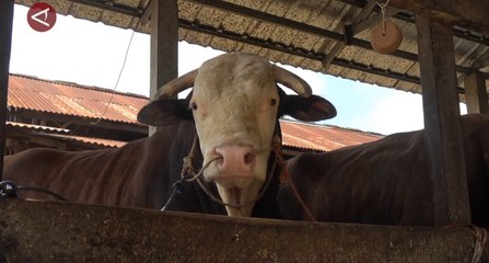Bule, sapi 1.130 kg kurban presiden untuk warga Sumsel