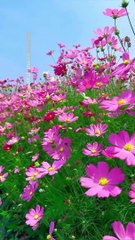 Nature of beauti