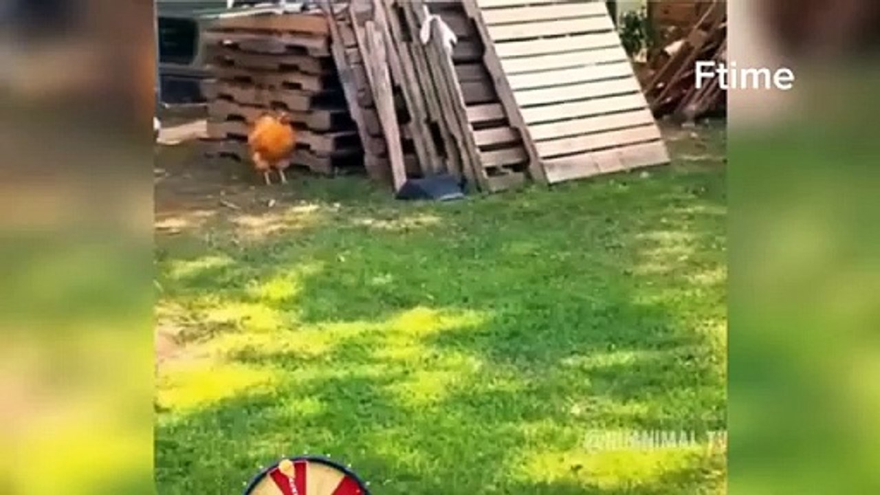 Funny cut videos