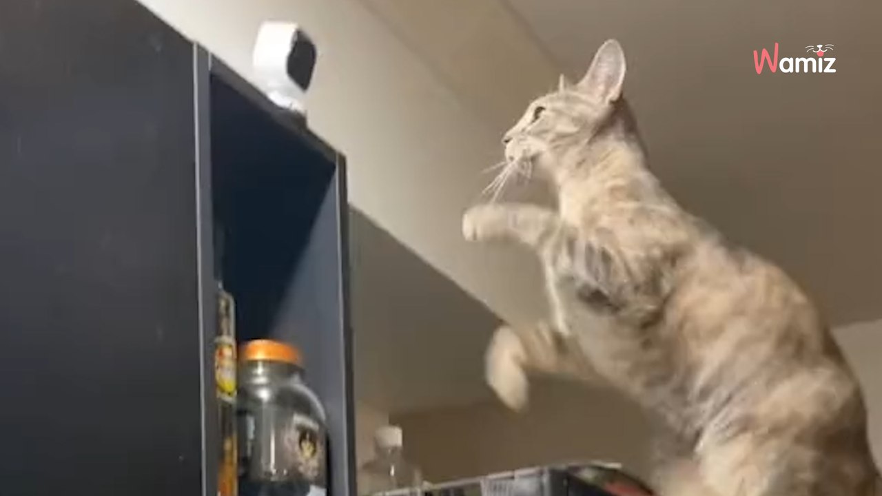 La caméra de sécurité envoie une alerte : 9,1M de personnes pensent à un trucage devant les images (vidéo)