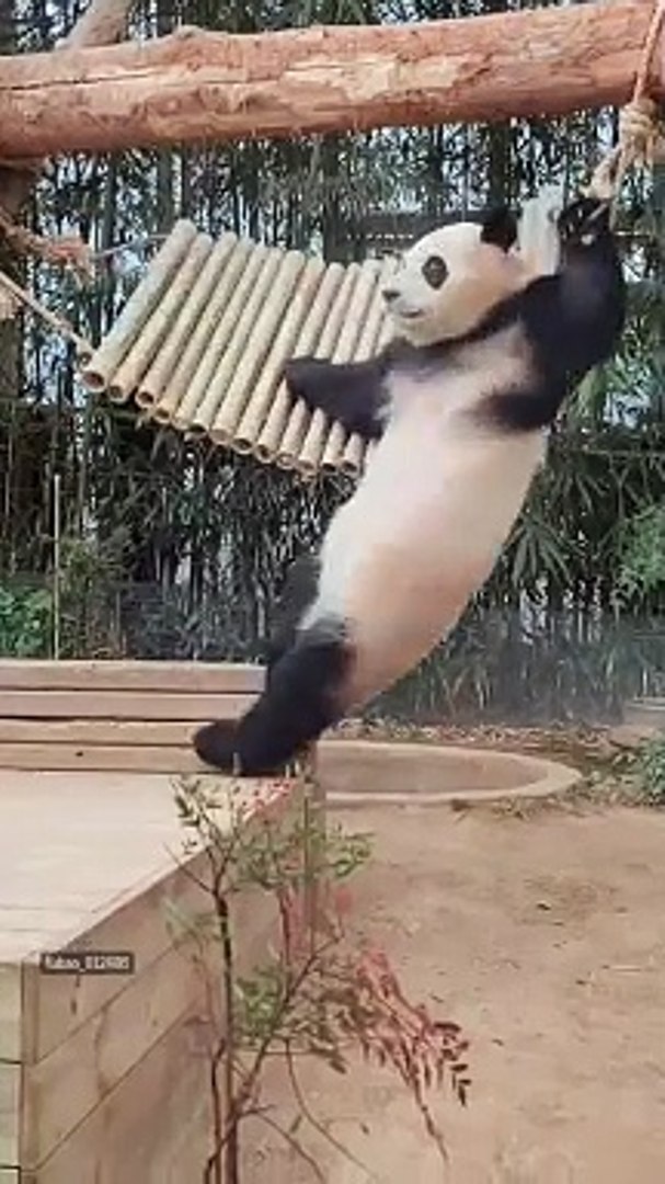 Funny video | funny