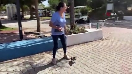 Sıcaktan etkilenen kargayı suyla serinletti