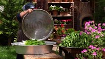 Caucasian Wild Garlic_ Collecting and Making Flatbreads