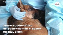 Pastor alemán llega en carretilla al veterinario: tiene un 50% de probabilidad (Vídeo)