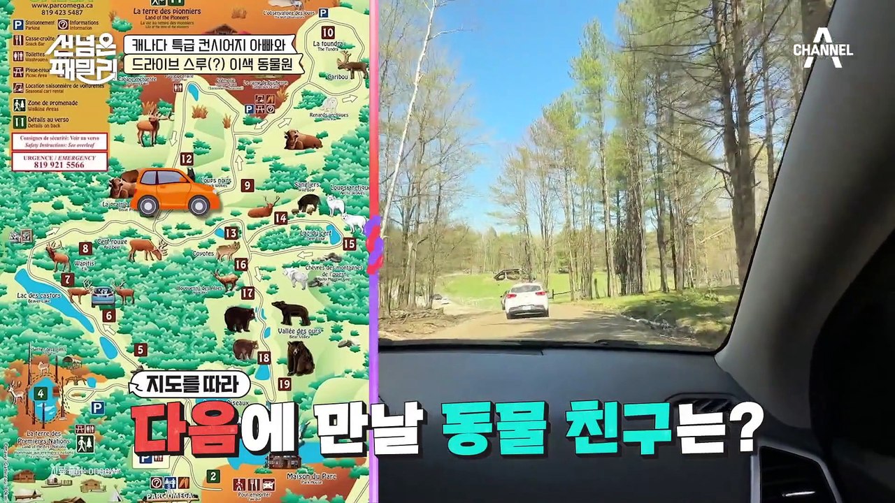 내 차로 즐기는 셀프 사파리?! 아이들이 환장(?)하는 캐나다의 특별한 동물원 '파크...