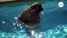 Mastín gigante se lanza al agua sin saber nadar: lo que hace su padre es puro amor