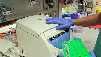 El Hospital 12 de Octubre prueba en modelos animales el primer CAR-T europeo contra tumores