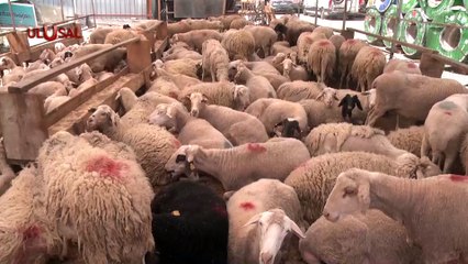 Kurban Bayramı hazırlıkları sürüyor! Büyük ve küçükbaş hayvanlar pazarlarda yerini aldı