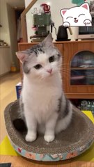 Kompilasi video kucing lucu 