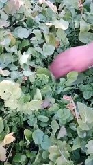 Radish baby short video nature beauty