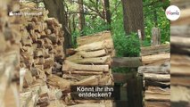 Katze versteckt sich im Holz im Wald: Nur Profis können sie sehen!