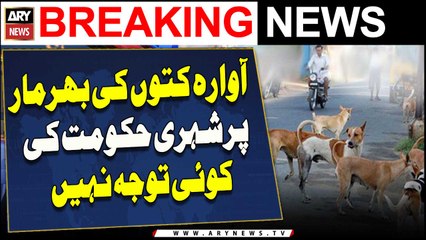 Awara Kutton Ki Bharmaar Par Shehri Hukoomat Ki Koi Tawajah Nahi