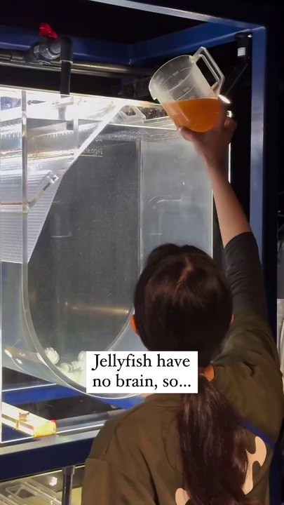 Follow for ocean facts & read HERE-Jellyfish have specialized cells called cnidocytes, which contain tiny ...led nematocysts. These cells help them detect chemical traces in the water from potential prey, triggering a response to c