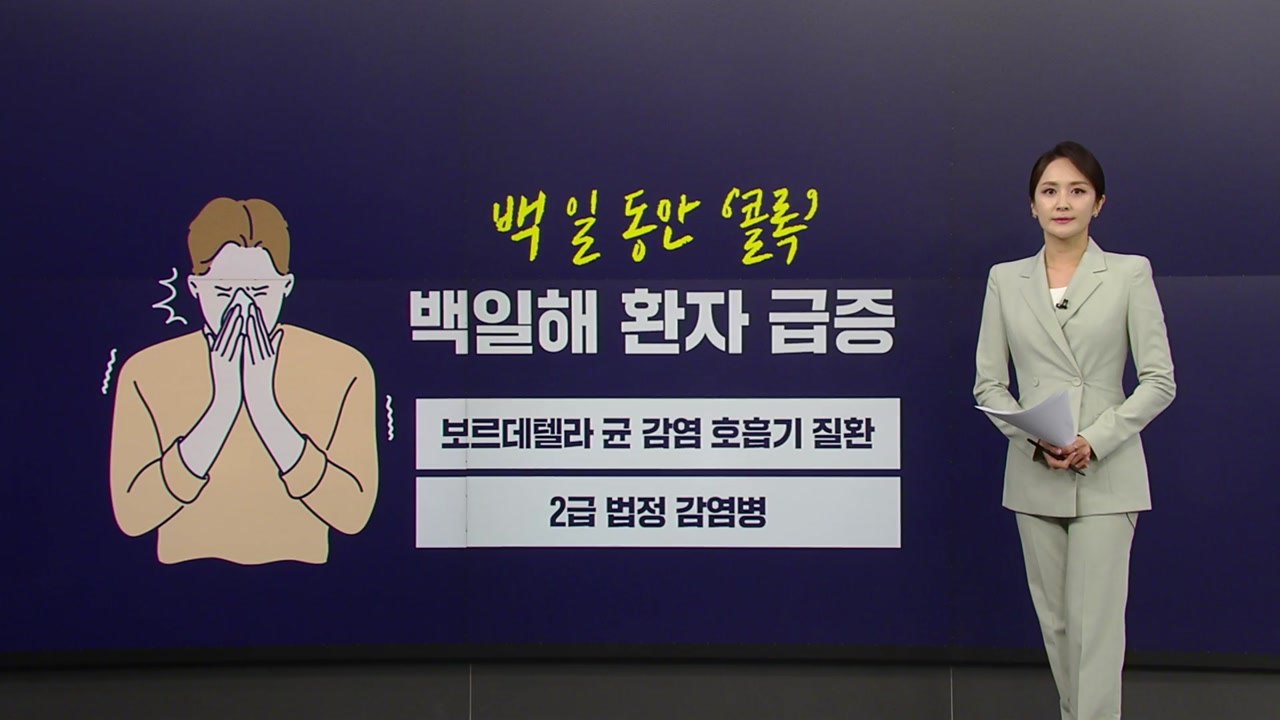 발작성 기침 '콜록콜록'...'백일해' 감염 주의보 [앵커리포트] / YTN