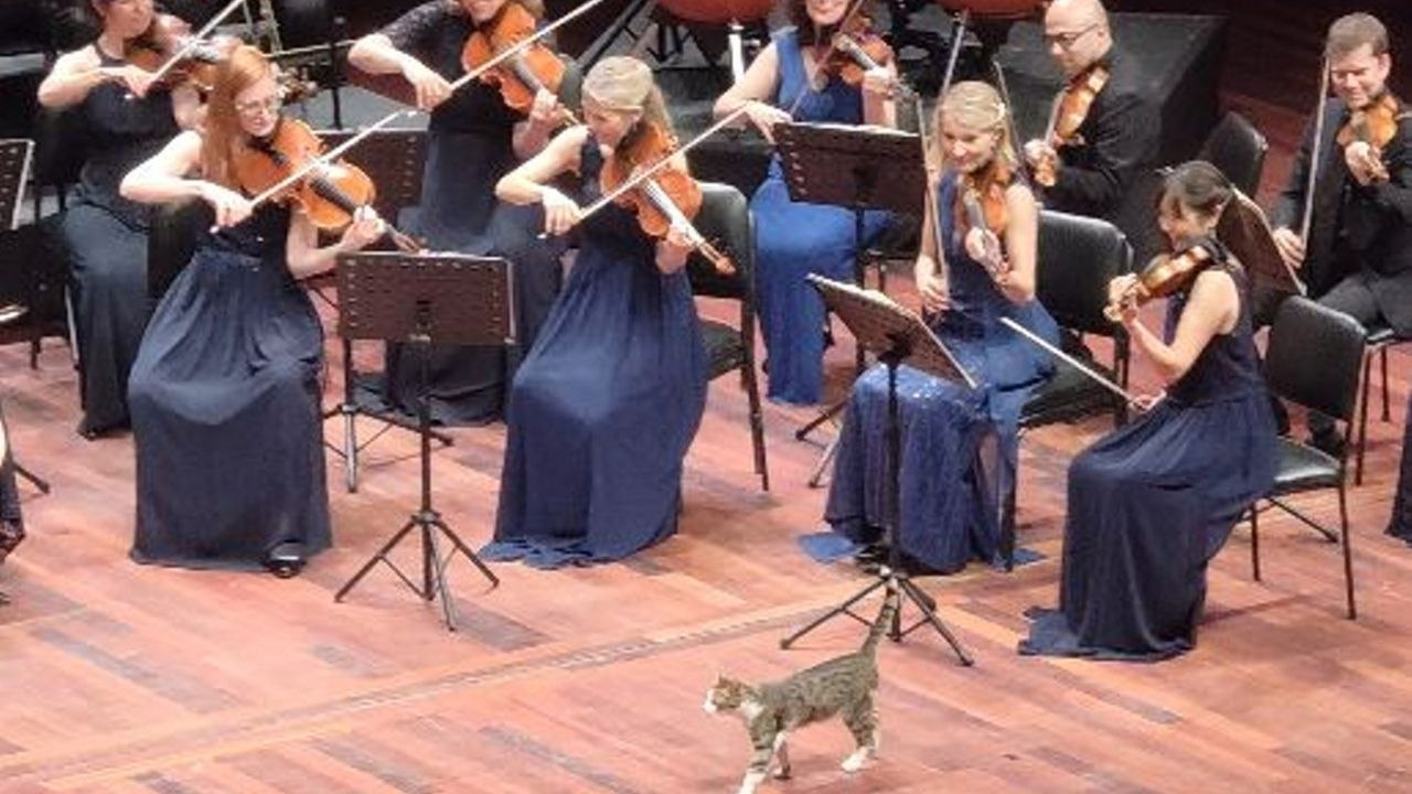 Streunende katze stiehlt das rampenlicht bei klassischer musikaufführung