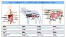 Comparisons between carnivores and herbivores