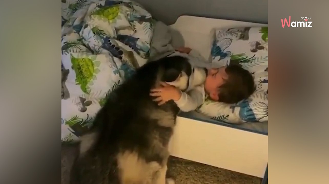 Jeden Morgen wartet ein Husky an der Tür des Kinderzimmers, um ein kleines Wunder zu vollbringen (Video)