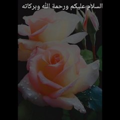 ROSES  FLOWERS good morning | @everyone @Friends @Followers @highlights #everyone #highlights #Pakistan #india #afghanistan #friends #art #painting #fineart #oilpainting #shorts #short #arts #girl #boy