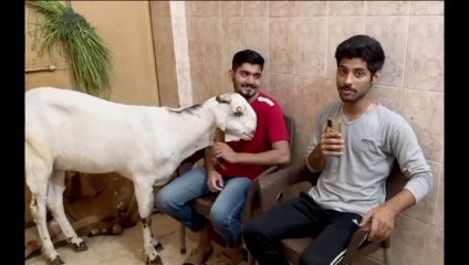 Qurbani k chori kiye gae bakray mil gae