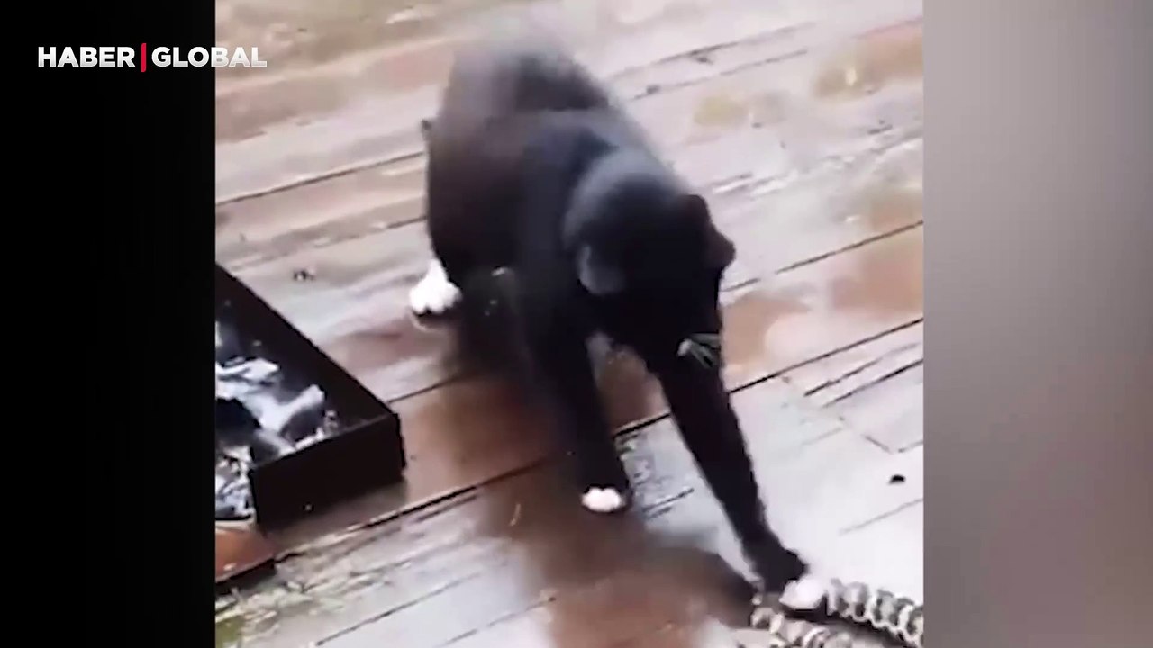 Karşılaştığı yılanı tokat manyağı yapan kedi viral oldu