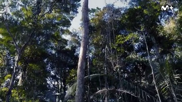 Perdidos en el Amazonas - Tráiler Movistar+