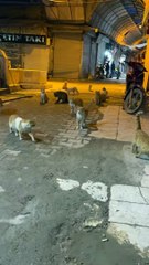 feeding to Cats #cznburak