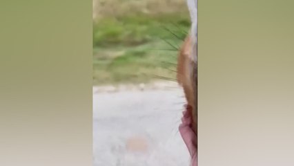 El ataque de una jirafa a una niña de 2 años en un safari que intentó llevársela en volandas