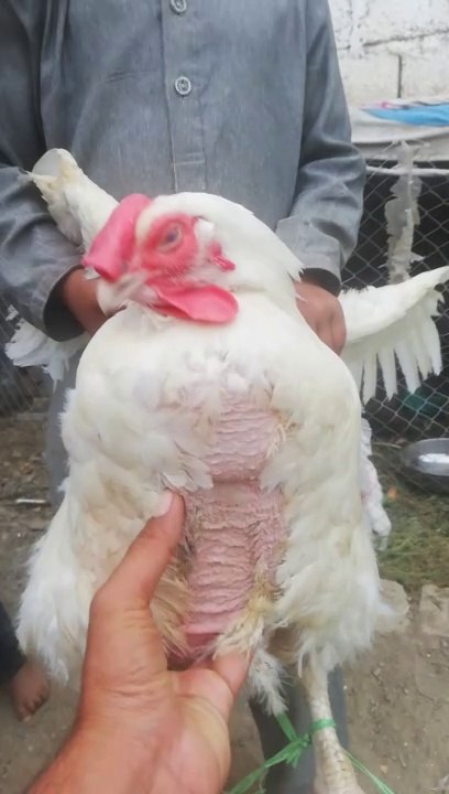 7kg hen