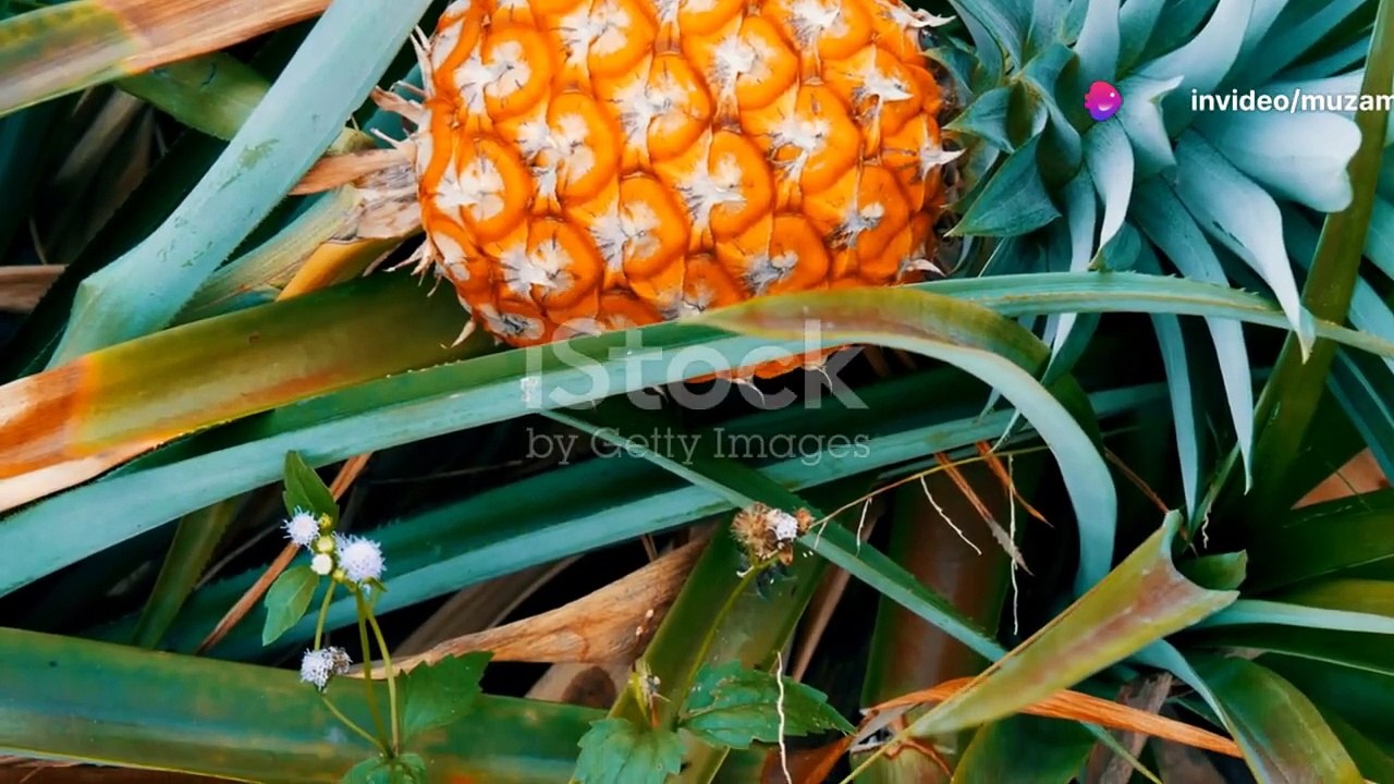 Pineaaple